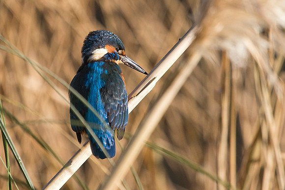 Kingfisher