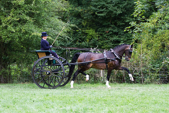 Warfield Driving show 2011