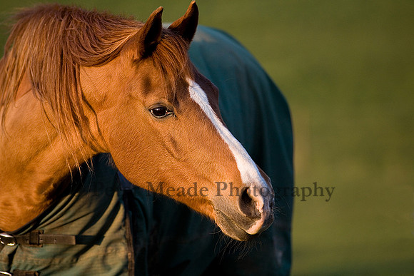 Arab mare