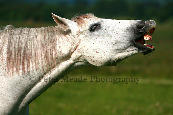 Flehmen response