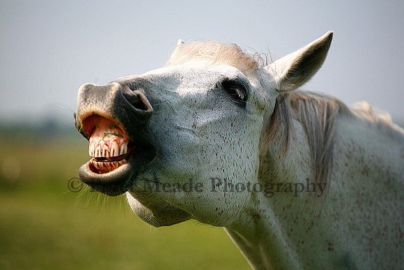 Flehmen Response