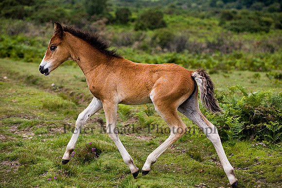 New Forest foal