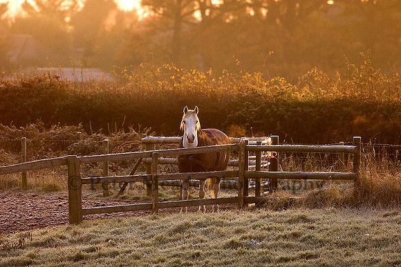 Equestrian Life