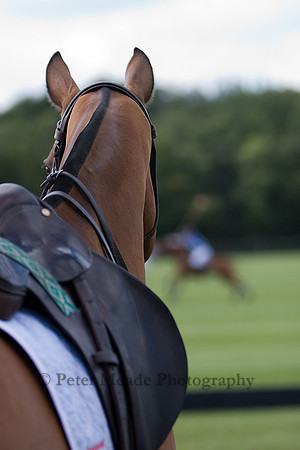 Equestrian Life