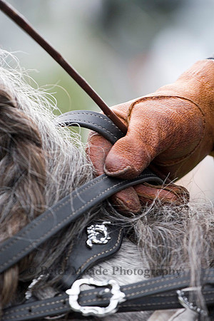 Equestrian Life