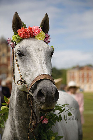 Equestrian Life