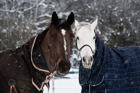 Equestrian Life