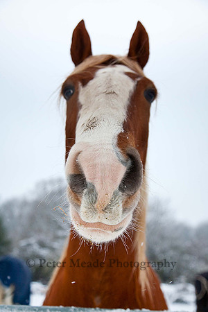 Equestrian Life