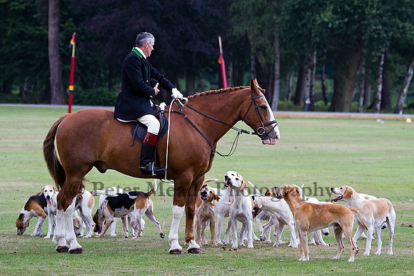 Equestrian Life