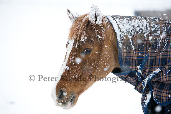 Equestrian Life