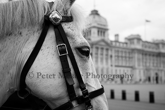 Equestrian Life