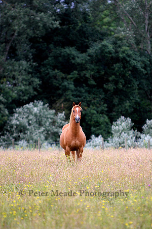 Equestrian Life