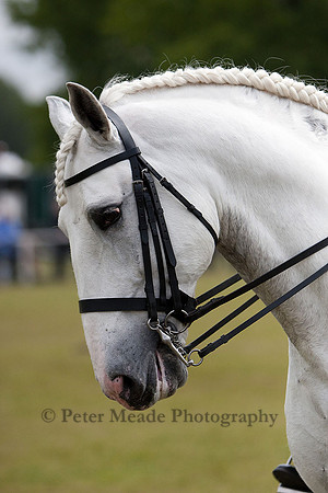 Equestrian Life