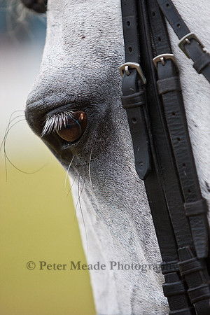 Equestrian Life