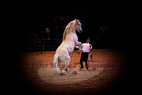 Equestrian Life