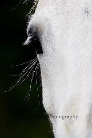 Equestrian Life
