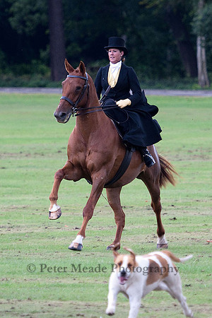 Equestrian Life