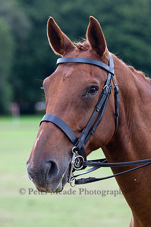 Equestrian Life