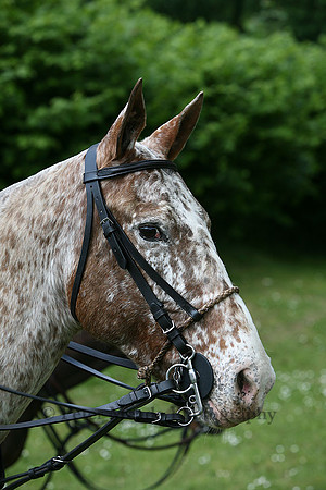 Equestrian Life