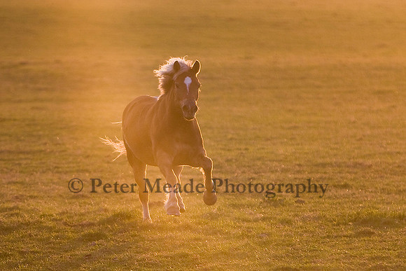 Equestrian Life