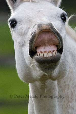 Equestrian Life
