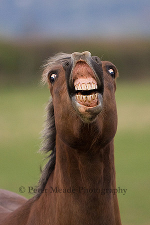 Flehmen