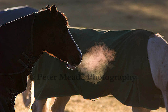 Equestrian Life