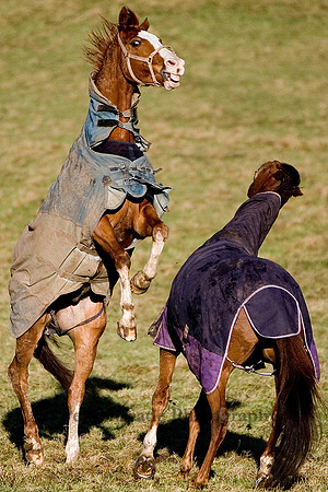 Equestrian Life