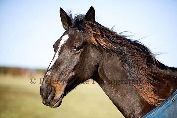 Equestrian Life