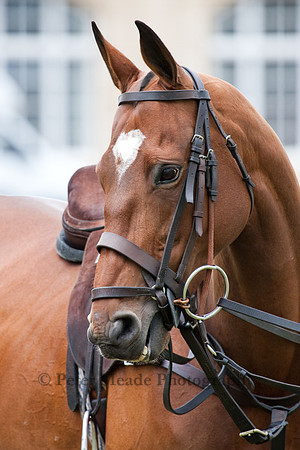Heritage Polo Cup 2011