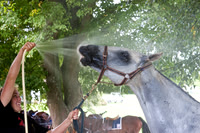 AGC Polo Cup 2010