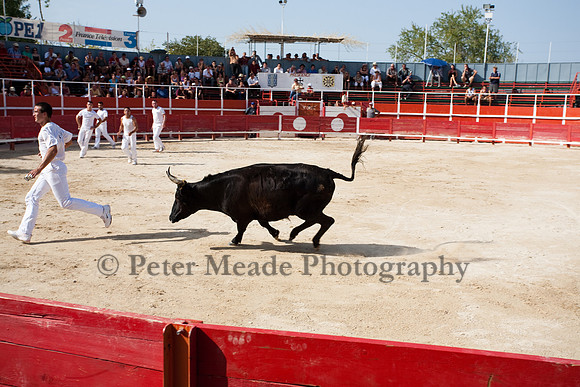 Course camarguaise