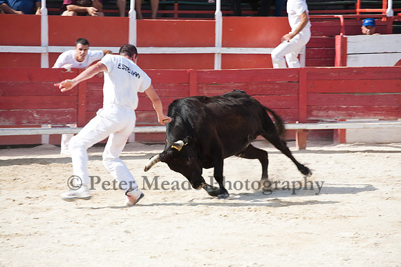 Course camarguaise