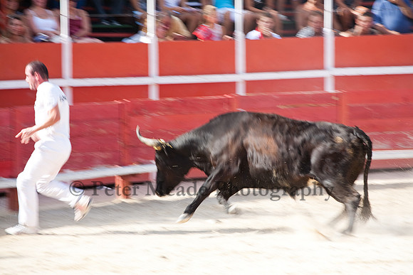 Course camarguaise