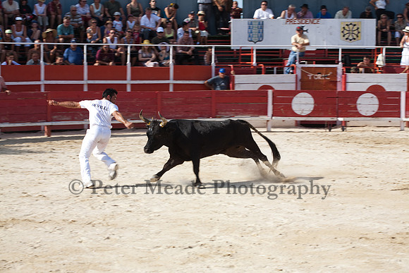 Course camarguaise