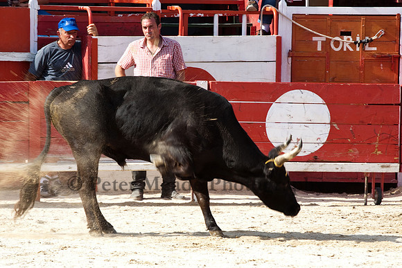Course camarguaise