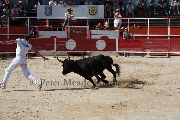 Course camarguaise