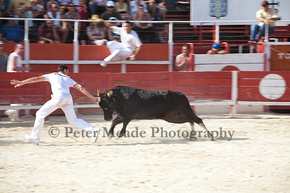 Course camarguaise