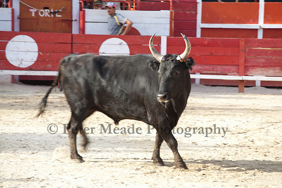 Course camarguaise