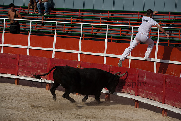 Course camarguaise