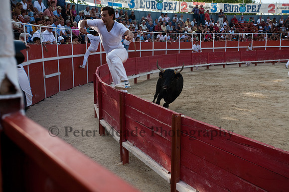 Course camarguaise