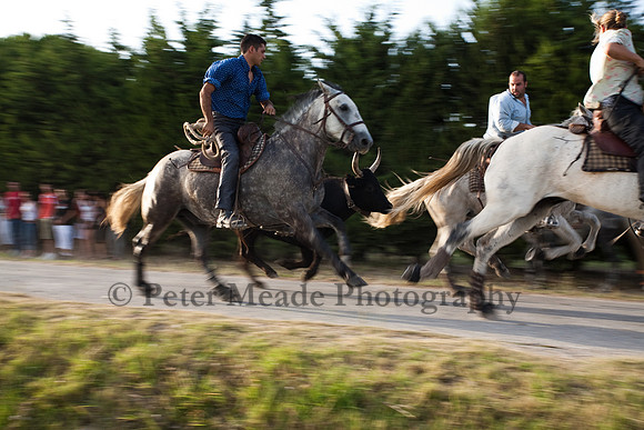 Course camarguaise