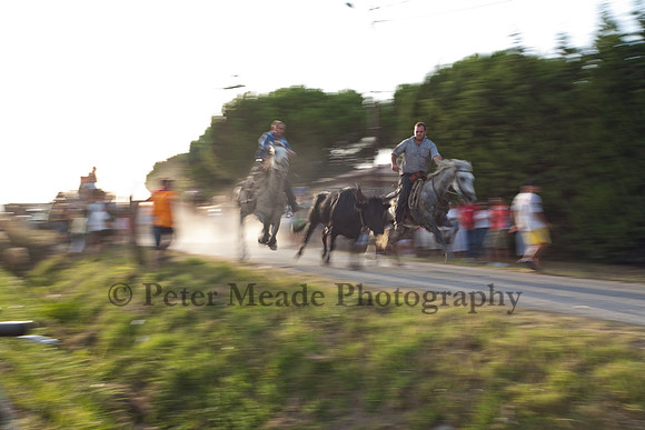 Course camarguaise