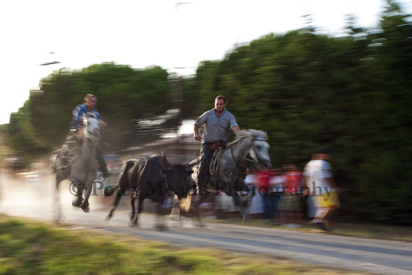 Course camarguaise