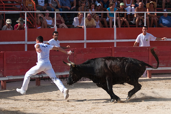Course camarguaise