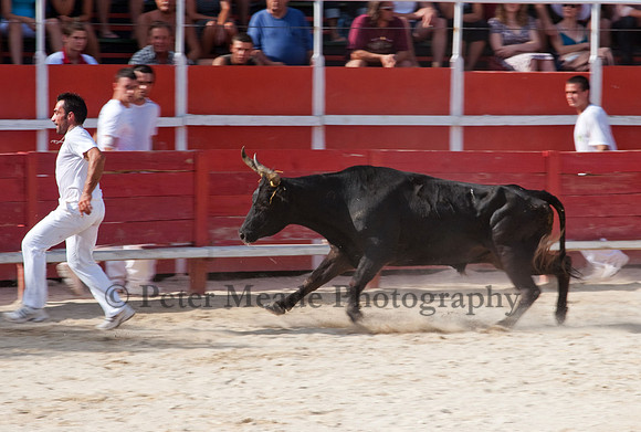 Course camarguaise