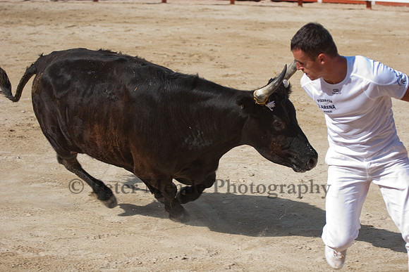 Course camarguaise