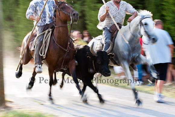 Course camarguaise
