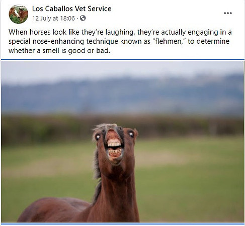 Los_Caballos_Vet_Service_July_2021