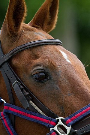 Royal Artillery Polo Tournament